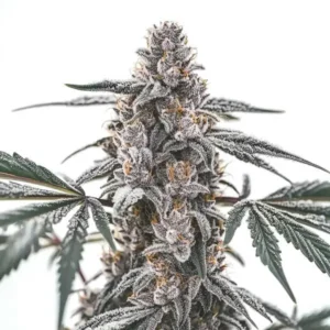 Black Widow