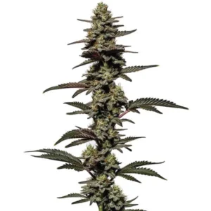 Chocolate Thai Autoflower