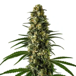 Girl Scout Cookies