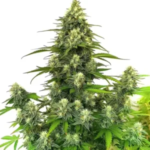 GG4 Autoflower