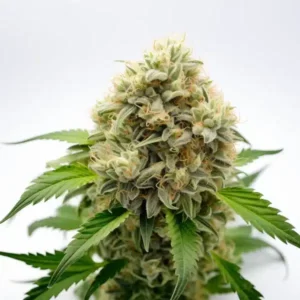 Pineapple Fruz