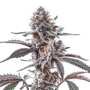 Plushberry Auto