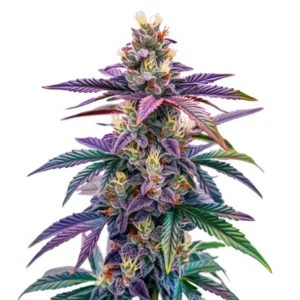 Blue Dream Autoflower