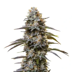 Chocolate Thai