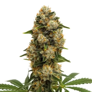 Durban Poison Autoflower