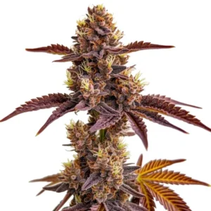 Gorilla Sherbet