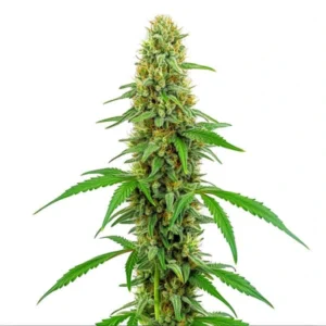 Green Crack