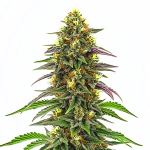 Maui Waui