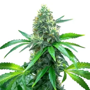 OG Kush