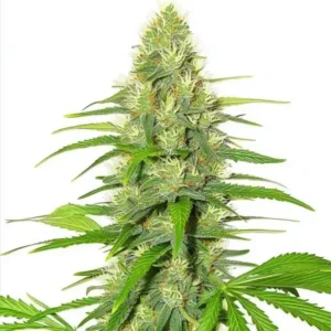 White Widow