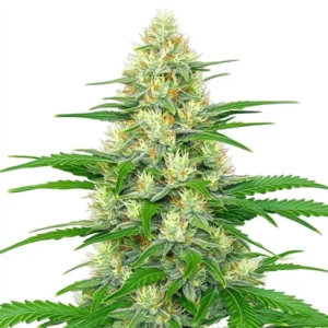 White Widow Autoflower
