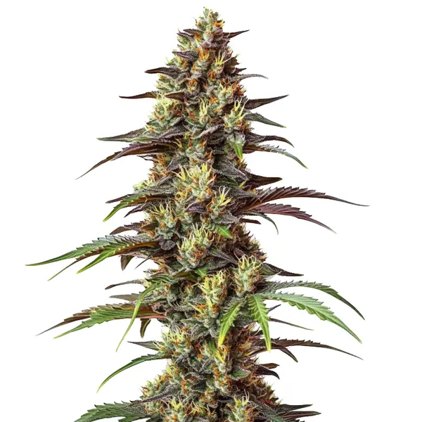 Bruce Banner Regular