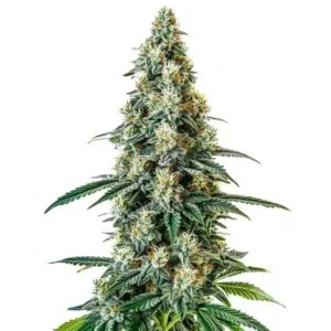 Girl Scout Cookies Regular