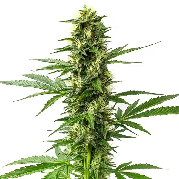 Jack Herer Regular