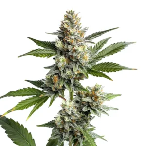 OG Kush Regular