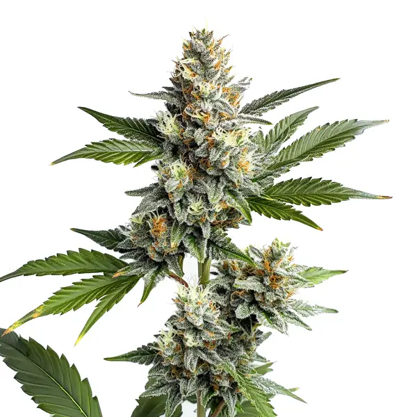 OG Kush Regular