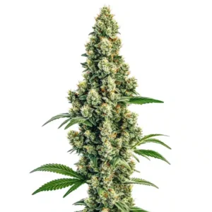 Sour Diesel Regular