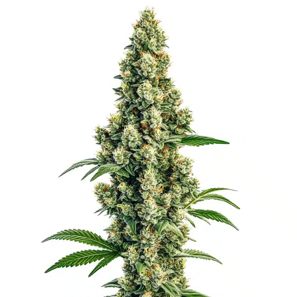 Sour Diesel Regular
