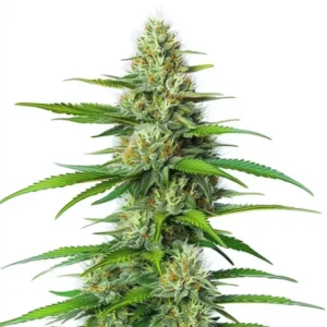 White Widow Regular