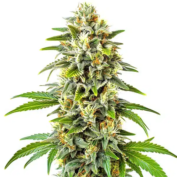 CBD Cookies Auto (1:1)