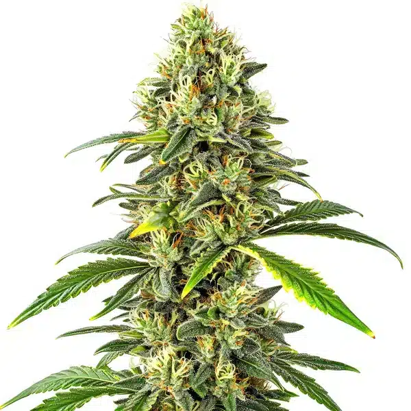 CBD Critical Auto (1:15)