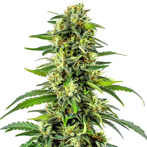 CBD Haze Auto (1:15)