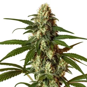 CBG Coke