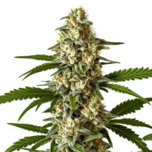 Northern Light CBD (1:1)