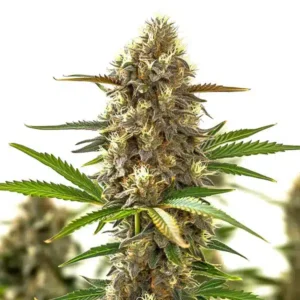 Super Purple Auto CBD (1:1)